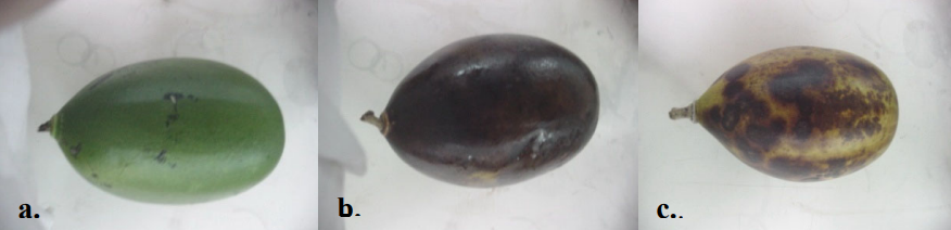 Frutos de Crescentia cujete L con diferentes estados de madurez: a: fruto inmaduro, b: fruto premaduro y c: fruto maduro.