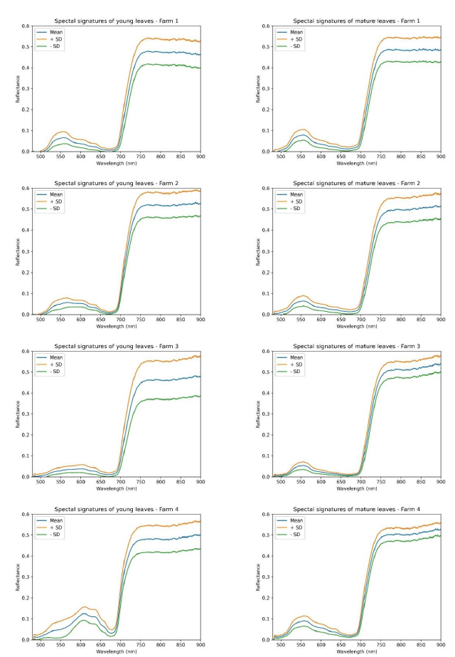 Spectral signatures of avocado (Persea americana Mill. cv. Hass) for each farm. Left column: young leaves. Right column: mature leaves. +SD: mean spectrum plus one standard deviation. -SD: mean spectrum minus one standard deviation