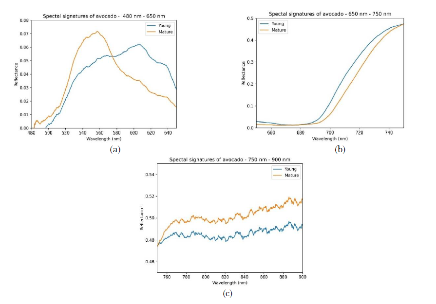 Detailed comparison of spectral signatures of young and mature leaves of avocado (Persea americana Mill. cv. Hass) in the different spectral ranges: (a) 480 nm to 650 nm, (b) 650 nm to 750 nm, and (c) 750 nm to 900 nm